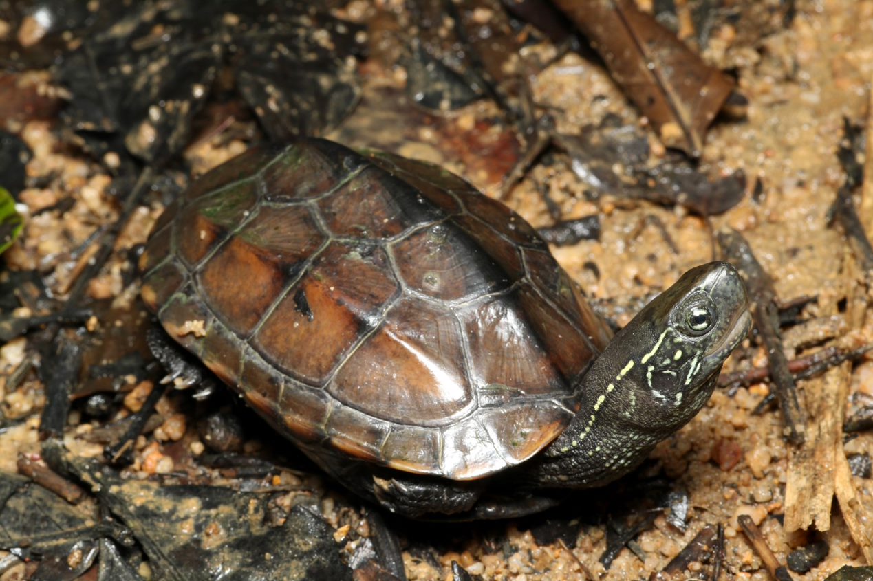 烏龜，棲息於低地水塘、池塘及沼澤